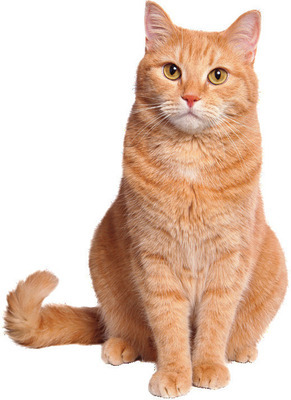 Temptations Lickable Cat Treats*