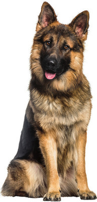 Pedigree Dry Dog Food