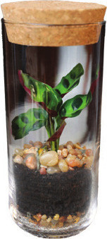 Foliage Terrariums