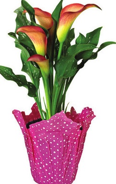 4 INCH CALLA LILY