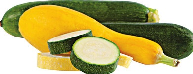 Zucchini or Yellow Squash