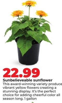 Sunbelievable sunflower