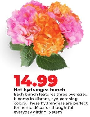Hot hydrangea bunch