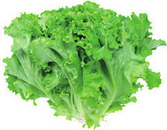 Locally Grown Green or Red Leaf Lettuce