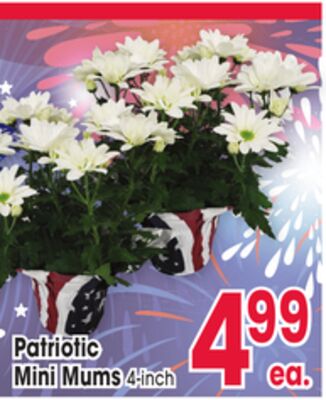 Patriotic Mini Mums