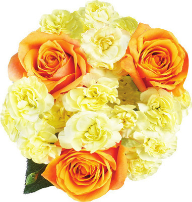 Rose Mini Carnation