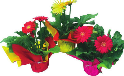 Gerbera Daisy