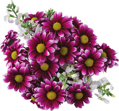 Little Blooms Pompon Duet