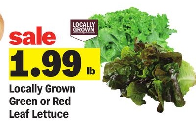 Locally Grown Green or Red Leaf Lettuce