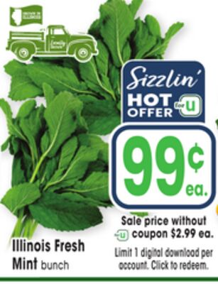 Illinois Fresh Mint