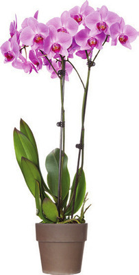 Orchid in Ceramic Pot