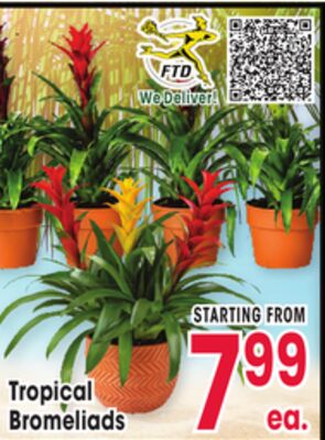Tropical Bromeliads