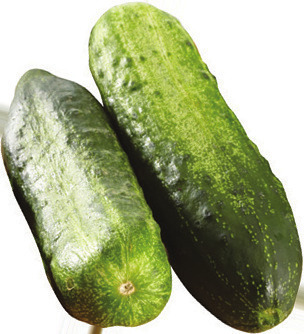 Pickling Cucumbers
