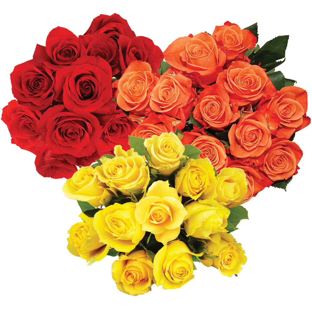 Bloom Haus Dozen Rose Bunch