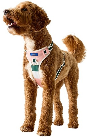 Hooray House pleather harness