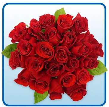 2 Dozen Premium Roses Rainforest Alliance Certified, Assorted Colors
