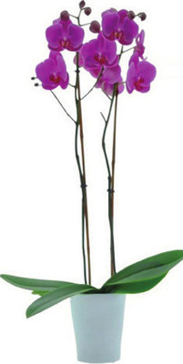 Orchid