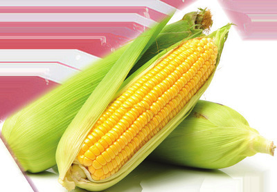 Locally Grown Sweet Corn