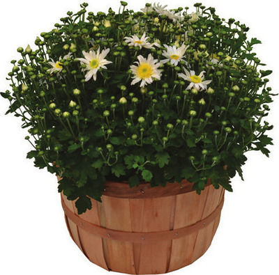 Harvest Planters