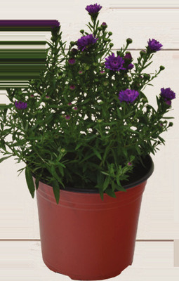 Fall Annuals