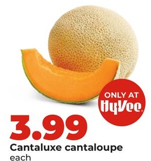 Cantaluxe cantaloupe
