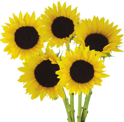 Any Sunflower Bunch
