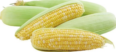 Fresh Corn on the Cob