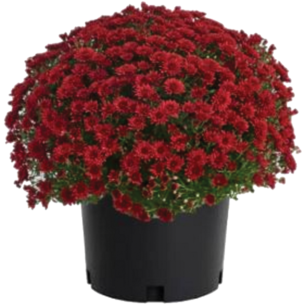 Garden Mum