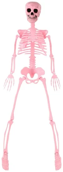Posable Skeleton