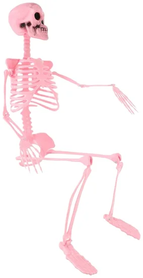 Posable Skeleton