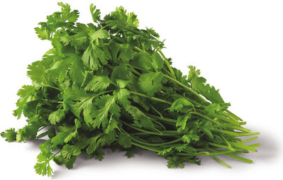 Organic Cilantro